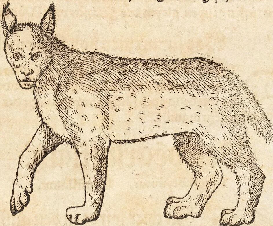 An illustration from Thierbuch Das ist ein kurtze beschreybung aller vierfüssigen Thieren/ so auff der erden vn[d] in wassern wonend/ sampt jrer waren conterfactur: alles zů nutz vn[d] gůtem allen liebhabern der künsten/ Artzeten/ Maleren/ Bildschnitzern/ Weydleüten vnd Köchen/ gestelt, 1583, leaf 327