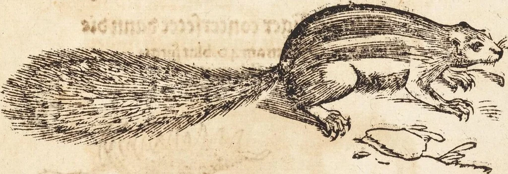 An illustration from Thierbuch Das ist ein kurtze beschreybung aller vierfüssigen Thieren/ so auff der erden vn[d] in wassern wonend/ sampt jrer waren conterfactur: alles zů nutz vn[d] gůtem allen liebhabern der künsten/ Artzeten/ Maleren/ Bildschnitzern/ Weydleüten vnd Köchen/ gestelt, 1583, leaf 333