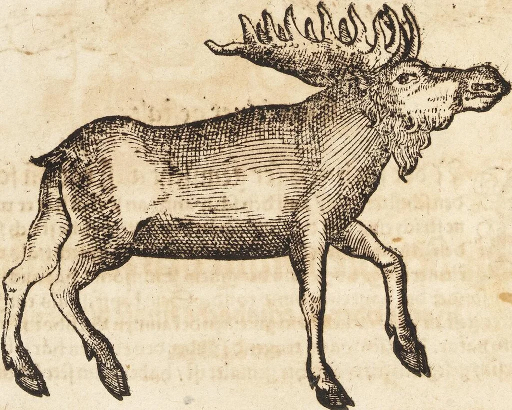 An illustration from Thierbuch Das ist ein kurtze beschreybung aller vierfüssigen Thieren/ so auff der erden vn[d] in wassern wonend/ sampt jrer waren conterfactur: alles zů nutz vn[d] gůtem allen liebhabern der künsten/ Artzeten/ Maleren/ Bildschnitzern/ Weydleüten vnd Köchen/ gestelt, 1583, leaf 334