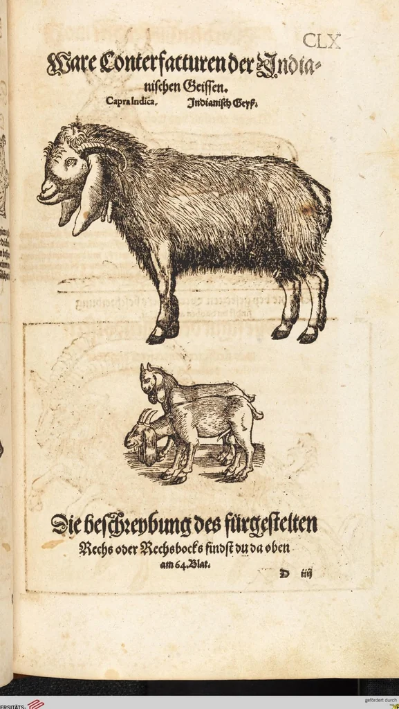 An illustration from Thierbuch Das ist ein kurtze beschreybung aller vierfüssigen Thieren/ so auff der erden vn[d] in wassern wonend/ sampt jrer waren conterfactur: alles zů nutz vn[d] gůtem allen liebhabern der künsten/ Artzeten/ Maleren/ Bildschnitzern/ Weydleüten vnd Köchen/ gestelt, 1583, leaf 335