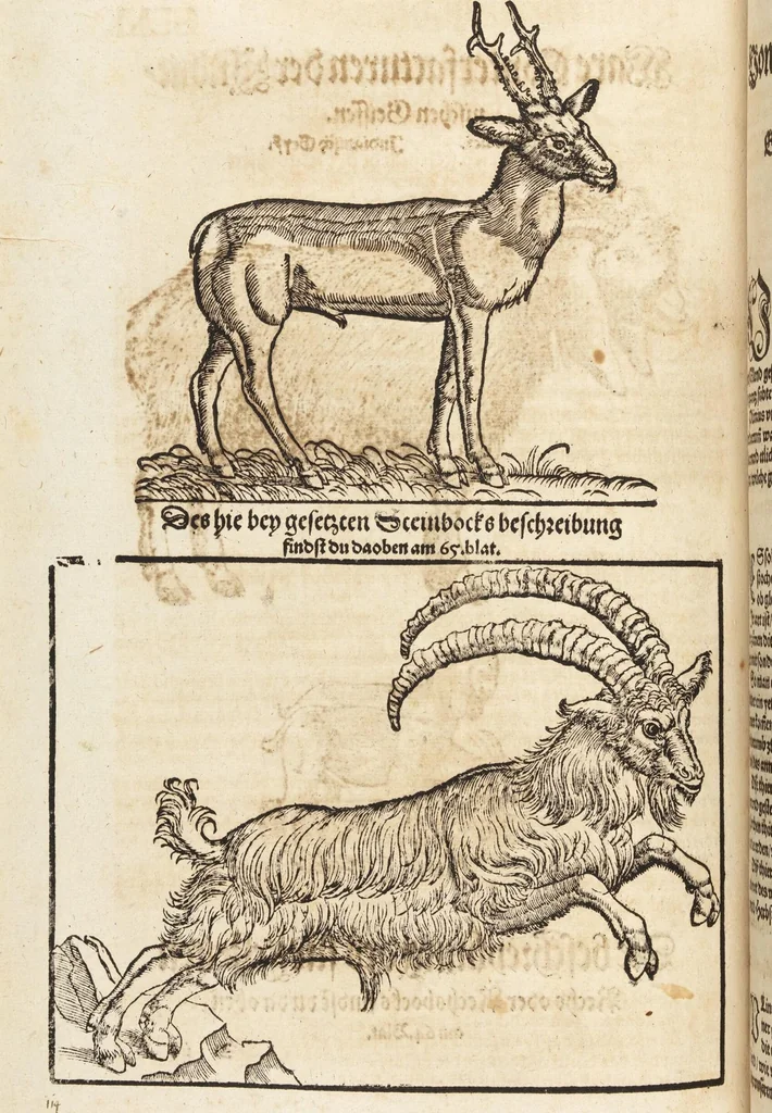 An illustration from Thierbuch Das ist ein kurtze beschreybung aller vierfüssigen Thieren/ so auff der erden vn[d] in wassern wonend/ sampt jrer waren conterfactur: alles zů nutz vn[d] gůtem allen liebhabern der künsten/ Artzeten/ Maleren/ Bildschnitzern/ Weydleüten vnd Köchen/ gestelt, 1583, leaf 336
