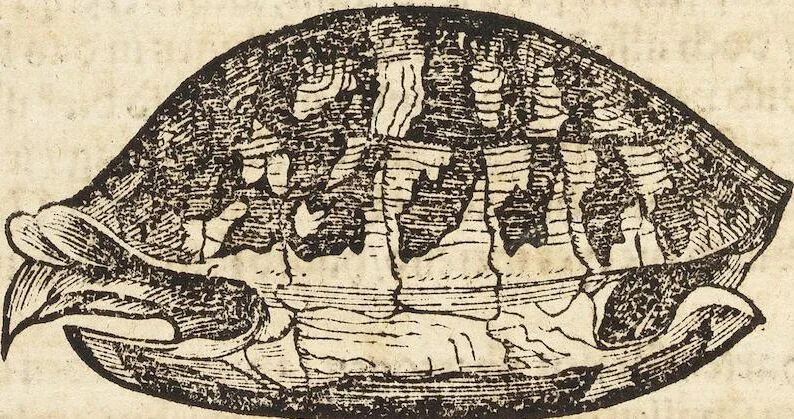 An illustration from Thierbuch Das ist ein kurtze beschreybung aller vierfüssigen Thieren/ so auff der erden vn[d] in wassern wonend/ sampt jrer waren conterfactur: alles zů nutz vn[d] gůtem allen liebhabern der künsten/ Artzeten/ Maleren/ Bildschnitzern/ Weydleüten vnd Köchen/ gestelt, 1583, leaf 356
