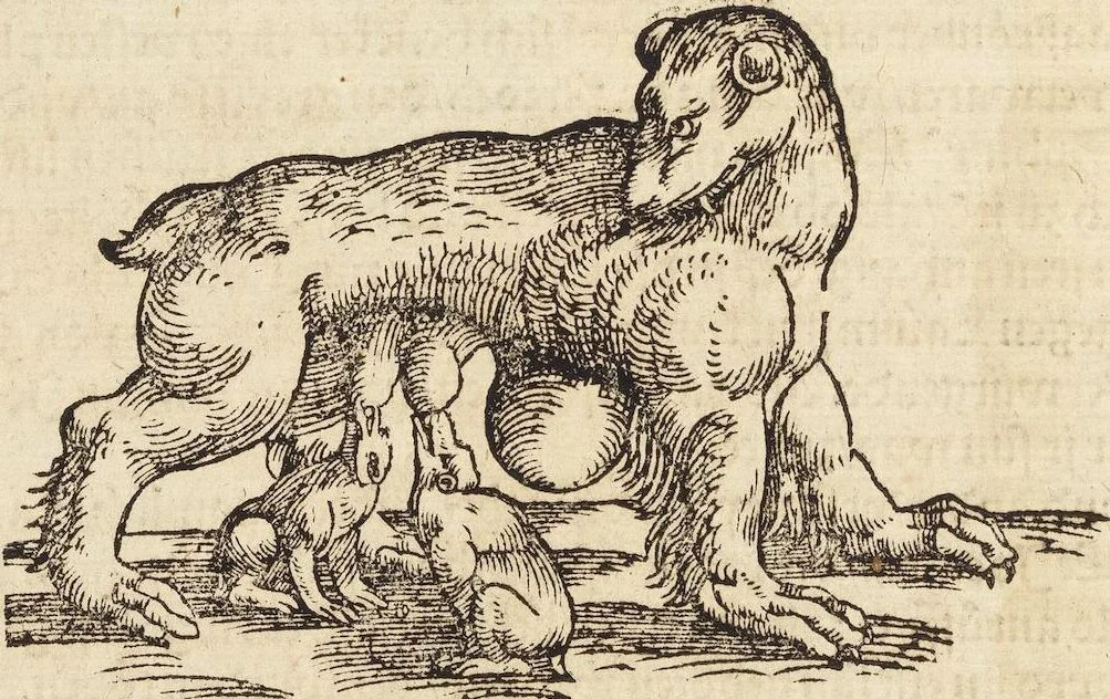 An illustration from Thierbuch Das ist ein kurtze beschreybung aller vierfüssigen Thieren/ so auff der erden vn[d] in wassern wonend/ sampt jrer waren conterfactur: alles zů nutz vn[d] gůtem allen liebhabern der künsten/ Artzeten/ Maleren/ Bildschnitzern/ Weydleüten vnd Köchen/ gestelt, 1583, leaf 40
