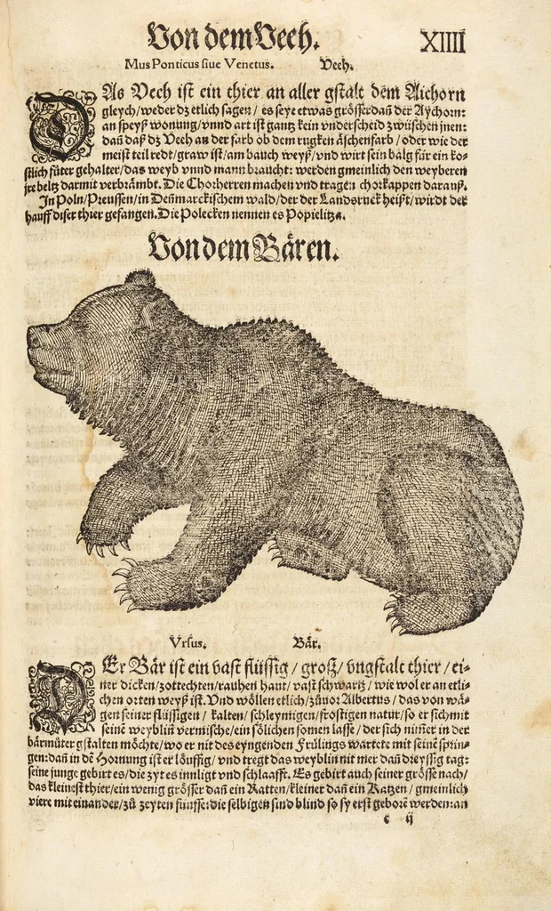 An illustration from Thierbuch Das ist ein kurtze beschreybung aller vierfüssigen Thieren/ so auff der erden vn[d] in wassern wonend/ sampt jrer waren conterfactur: alles zů nutz vn[d] gůtem allen liebhabern der künsten/ Artzeten/ Maleren/ Bildschnitzern/ Weydleüten vnd Köchen/ gestelt, 1583, leaf 43
