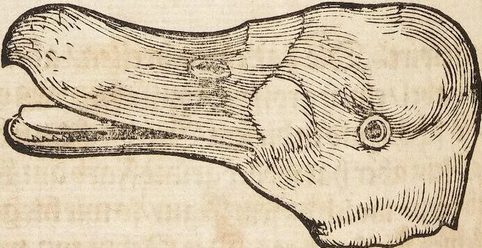 An illustration from Thierbuch Das ist ein kurtze beschreybung aller vierfüssigen Thieren/ so auff der erden vn[d] in wassern wonend/ sampt jrer waren conterfactur: alles zů nutz vn[d] gůtem allen liebhabern der künsten/ Artzeten/ Maleren/ Bildschnitzern/ Weydleüten vnd Köchen/ gestelt, 1583, leaf 100