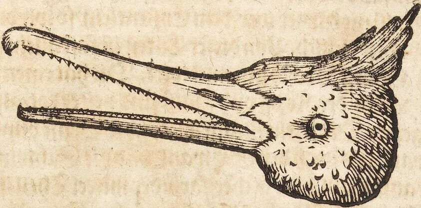 An illustration from Thierbuch Das ist ein kurtze beschreybung aller vierfüssigen Thieren/ so auff der erden vn[d] in wassern wonend/ sampt jrer waren conterfactur: alles zů nutz vn[d] gůtem allen liebhabern der künsten/ Artzeten/ Maleren/ Bildschnitzern/ Weydleüten vnd Köchen/ gestelt, 1583, leaf 111