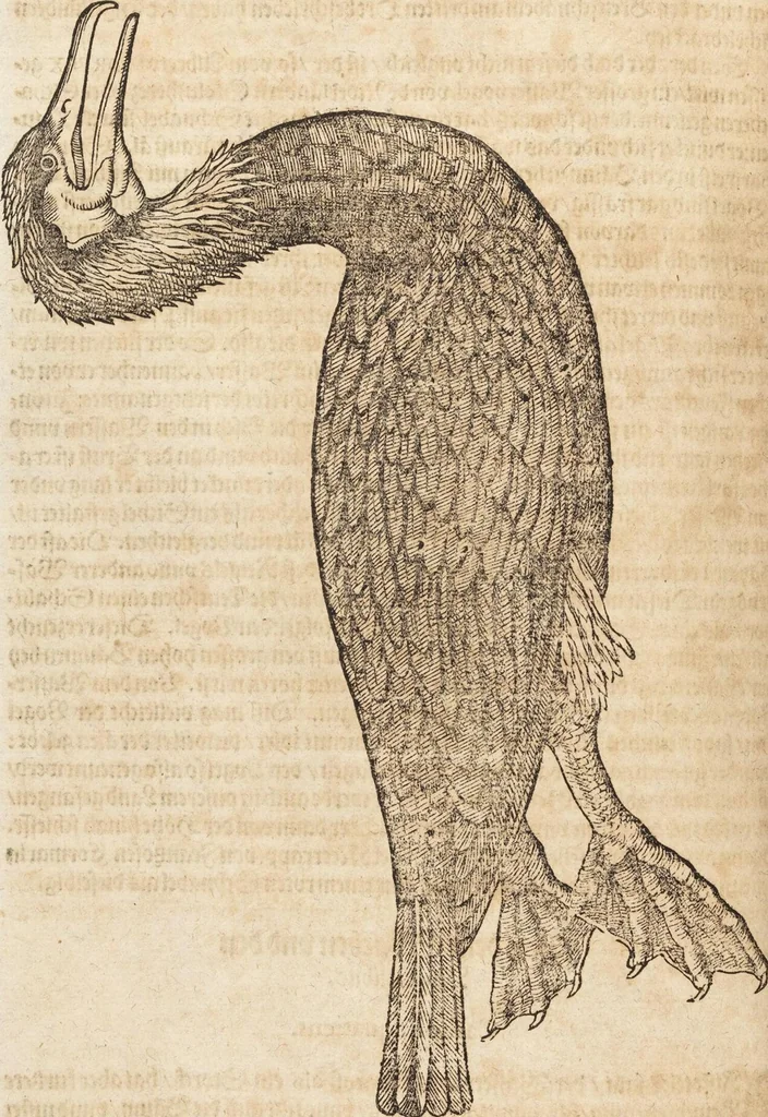 An illustration from Thierbuch Das ist ein kurtze beschreybung aller vierfüssigen Thieren/ so auff der erden vn[d] in wassern wonend/ sampt jrer waren conterfactur: alles zů nutz vn[d] gůtem allen liebhabern der künsten/ Artzeten/ Maleren/ Bildschnitzern/ Weydleüten vnd Köchen/ gestelt, 1583, leaf 116