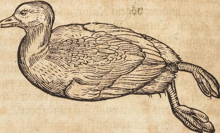 An illustration from Thierbuch Das ist ein kurtze beschreybung aller vierfüssigen Thieren/ so auff der erden vn[d] in wassern wonend/ sampt jrer waren conterfactur: alles zů nutz vn[d] gůtem allen liebhabern der künsten/ Artzeten/ Maleren/ Bildschnitzern/ Weydleüten vnd Köchen/ gestelt, 1583, leaf 120