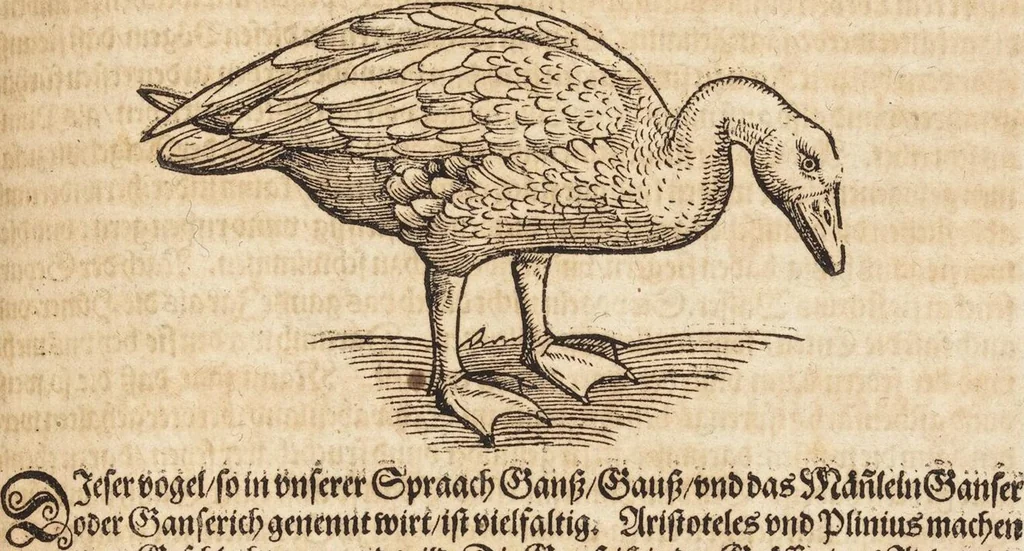 An illustration from Thierbuch Das ist ein kurtze beschreybung aller vierfüssigen Thieren/ so auff der erden vn[d] in wassern wonend/ sampt jrer waren conterfactur: alles zů nutz vn[d] gůtem allen liebhabern der künsten/ Artzeten/ Maleren/ Bildschnitzern/ Weydleüten vnd Köchen/ gestelt, 1583, leaf 133