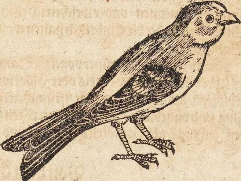 An illustration from Thierbuch Das ist ein kurtze beschreybung aller vierfüssigen Thieren/ so auff der erden vn[d] in wassern wonend/ sampt jrer waren conterfactur: alles zů nutz vn[d] gůtem allen liebhabern der künsten/ Artzeten/ Maleren/ Bildschnitzern/ Weydleüten vnd Köchen/ gestelt, 1583, leaf 159