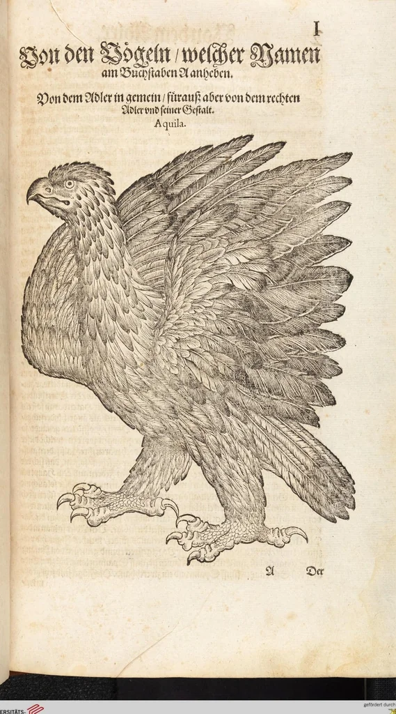 An illustration from Thierbuch Das ist ein kurtze beschreybung aller vierfüssigen Thieren/ so auff der erden vn[d] in wassern wonend/ sampt jrer waren conterfactur: alles zů nutz vn[d] gůtem allen liebhabern der künsten/ Artzeten/ Maleren/ Bildschnitzern/ Weydleüten vnd Köchen/ gestelt, 1583, leaf 17