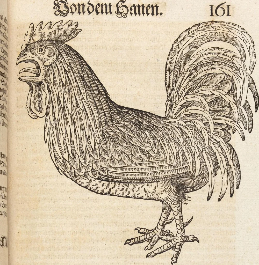 An illustration from Thierbuch Das ist ein kurtze beschreybung aller vierfüssigen Thieren/ so auff der erden vn[d] in wassern wonend/ sampt jrer waren conterfactur: alles zů nutz vn[d] gůtem allen liebhabern der künsten/ Artzeten/ Maleren/ Bildschnitzern/ Weydleüten vnd Köchen/ gestelt, 1583, leaf 177