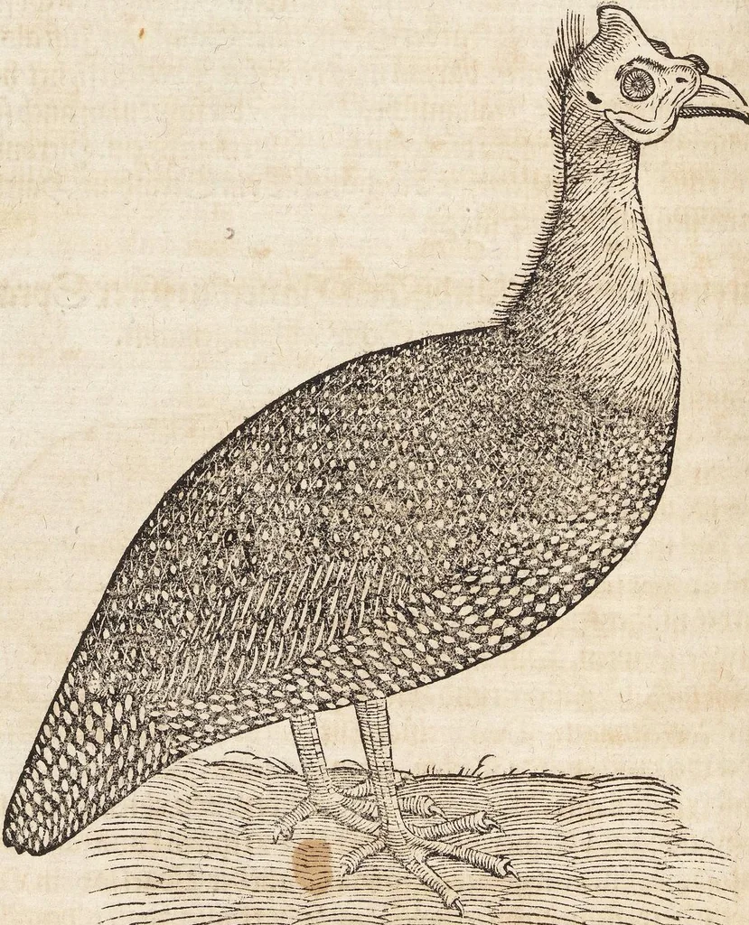An illustration from Thierbuch Das ist ein kurtze beschreybung aller vierfüssigen Thieren/ so auff der erden vn[d] in wassern wonend/ sampt jrer waren conterfactur: alles zů nutz vn[d] gůtem allen liebhabern der künsten/ Artzeten/ Maleren/ Bildschnitzern/ Weydleüten vnd Köchen/ gestelt, 1583, leaf 232