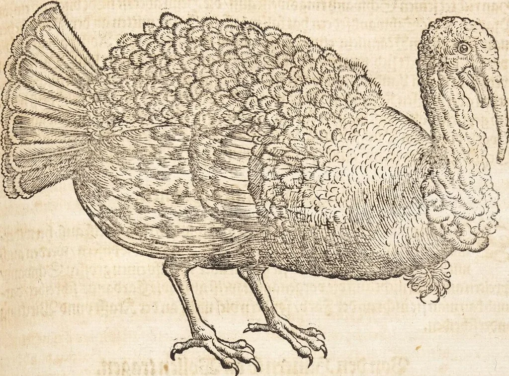 An illustration from Thierbuch Das ist ein kurtze beschreybung aller vierfüssigen Thieren/ so auff der erden vn[d] in wassern wonend/ sampt jrer waren conterfactur: alles zů nutz vn[d] gůtem allen liebhabern der künsten/ Artzeten/ Maleren/ Bildschnitzern/ Weydleüten vnd Köchen/ gestelt, 1583, leaf 235