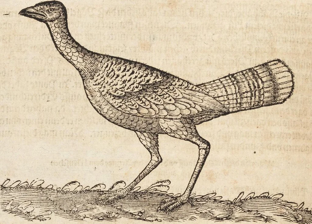 An illustration from Thierbuch Das ist ein kurtze beschreybung aller vierfüssigen Thieren/ so auff der erden vn[d] in wassern wonend/ sampt jrer waren conterfactur: alles zů nutz vn[d] gůtem allen liebhabern der künsten/ Artzeten/ Maleren/ Bildschnitzern/ Weydleüten vnd Köchen/ gestelt, 1583, leaf 238