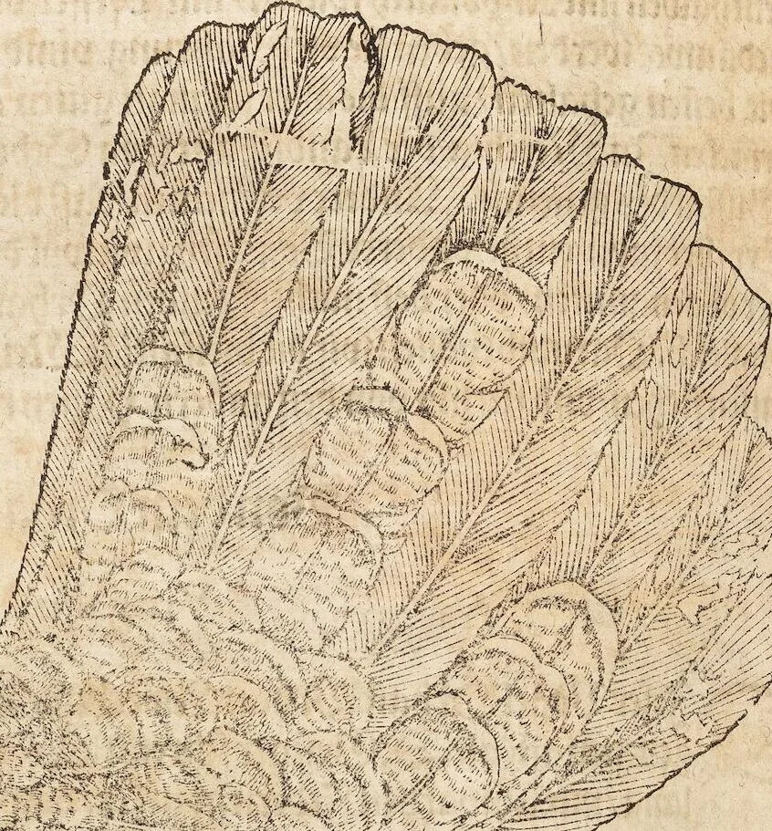 An illustration from Thierbuch Das ist ein kurtze beschreybung aller vierfüssigen Thieren/ so auff der erden vn[d] in wassern wonend/ sampt jrer waren conterfactur: alles zů nutz vn[d] gůtem allen liebhabern der künsten/ Artzeten/ Maleren/ Bildschnitzern/ Weydleüten vnd Köchen/ gestelt, 1583, leaf 240