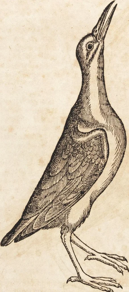 An illustration from Thierbuch Das ist ein kurtze beschreybung aller vierfüssigen Thieren/ so auff der erden vn[d] in wassern wonend/ sampt jrer waren conterfactur: alles zů nutz vn[d] gůtem allen liebhabern der künsten/ Artzeten/ Maleren/ Bildschnitzern/ Weydleüten vnd Köchen/ gestelt, 1583, leaf 260