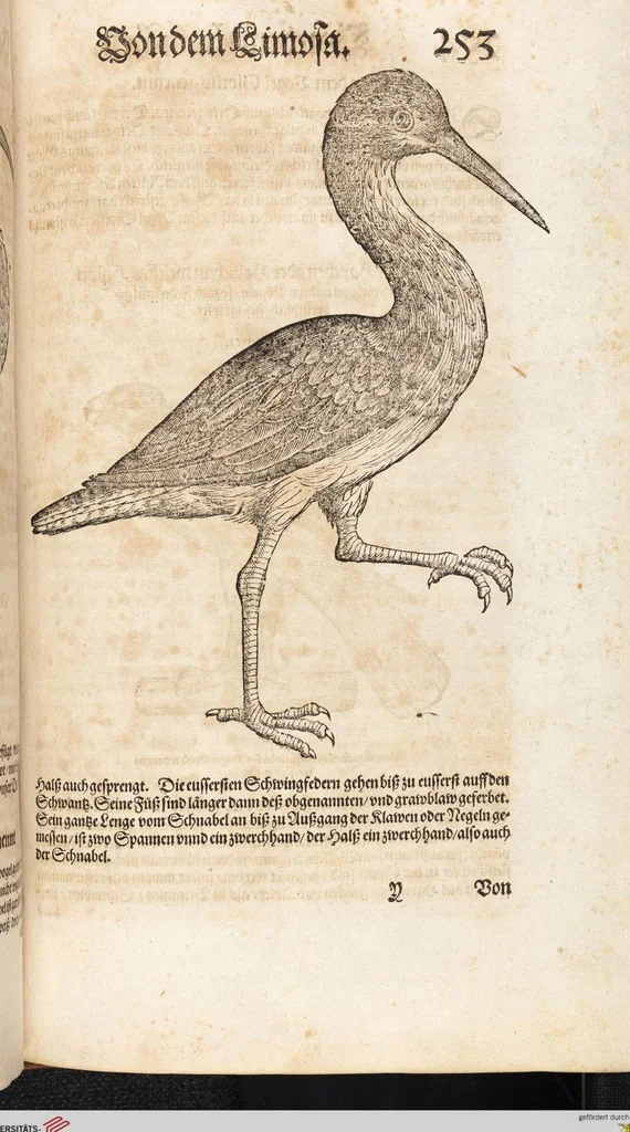 An illustration from Thierbuch Das ist ein kurtze beschreybung aller vierfüssigen Thieren/ so auff der erden vn[d] in wassern wonend/ sampt jrer waren conterfactur: alles zů nutz vn[d] gůtem allen liebhabern der künsten/ Artzeten/ Maleren/ Bildschnitzern/ Weydleüten vnd Köchen/ gestelt, 1583, leaf 269