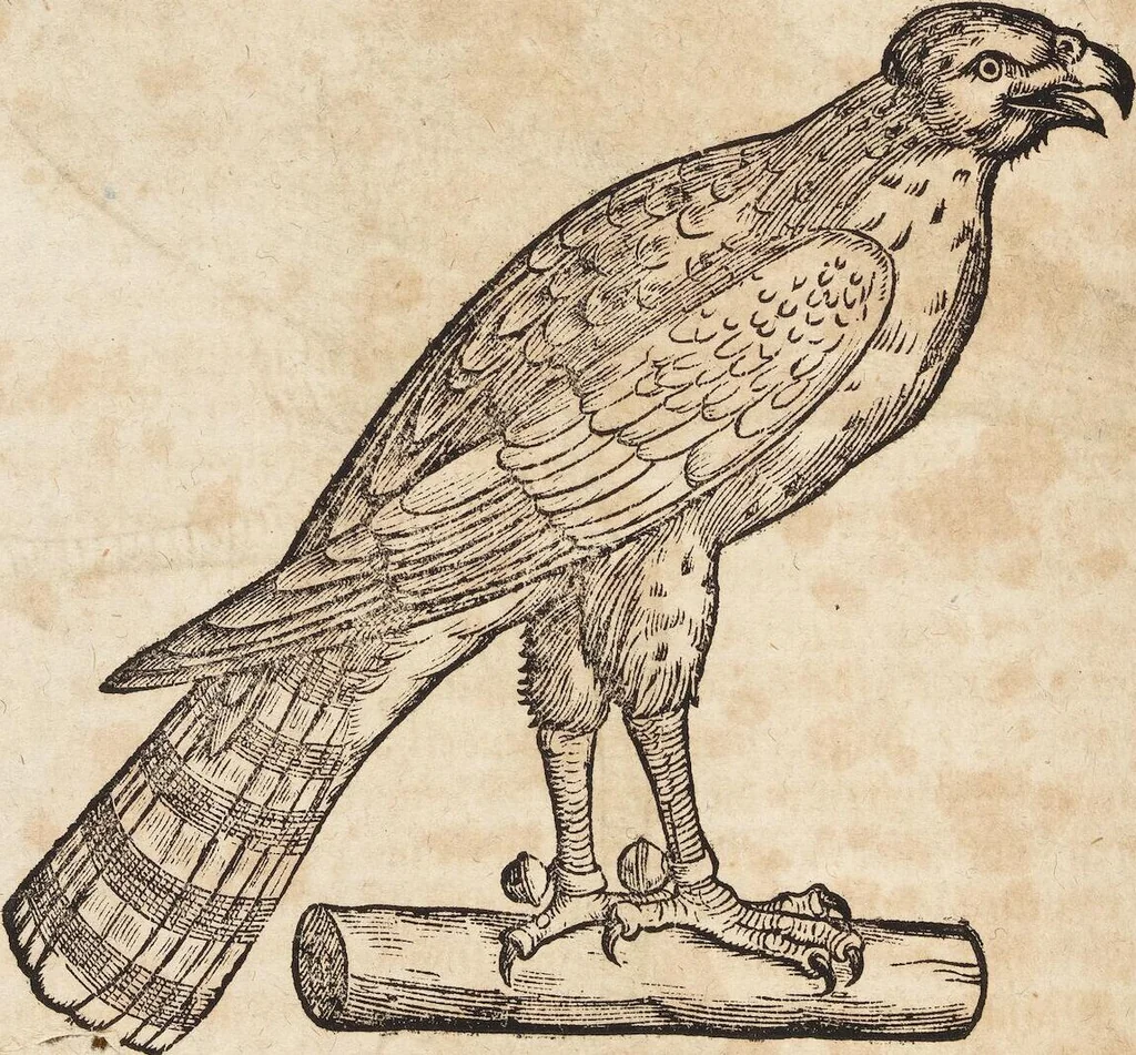 An illustration from Thierbuch Das ist ein kurtze beschreybung aller vierfüssigen Thieren/ so auff der erden vn[d] in wassern wonend/ sampt jrer waren conterfactur: alles zů nutz vn[d] gůtem allen liebhabern der künsten/ Artzeten/ Maleren/ Bildschnitzern/ Weydleüten vnd Köchen/ gestelt, 1583, leaf 270