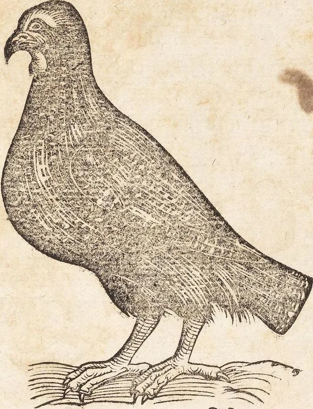 An illustration from Thierbuch Das ist ein kurtze beschreybung aller vierfüssigen Thieren/ so auff der erden vn[d] in wassern wonend/ sampt jrer waren conterfactur: alles zů nutz vn[d] gůtem allen liebhabern der künsten/ Artzeten/ Maleren/ Bildschnitzern/ Weydleüten vnd Köchen/ gestelt, 1583, leaf 353
