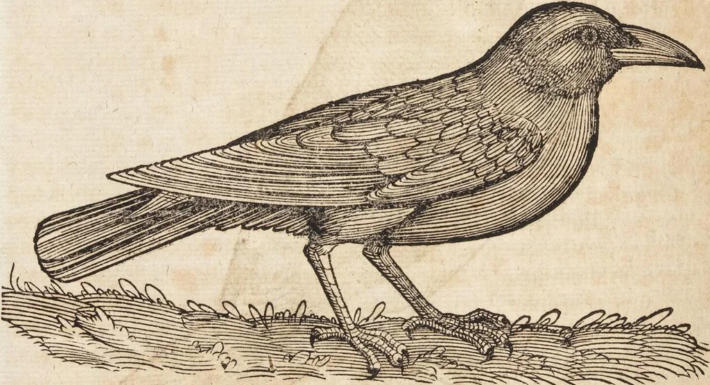 An illustration from Thierbuch Das ist ein kurtze beschreybung aller vierfüssigen Thieren/ so auff der erden vn[d] in wassern wonend/ sampt jrer waren conterfactur: alles zů nutz vn[d] gůtem allen liebhabern der künsten/ Artzeten/ Maleren/ Bildschnitzern/ Weydleüten vnd Köchen/ gestelt, 1583, leaf 360