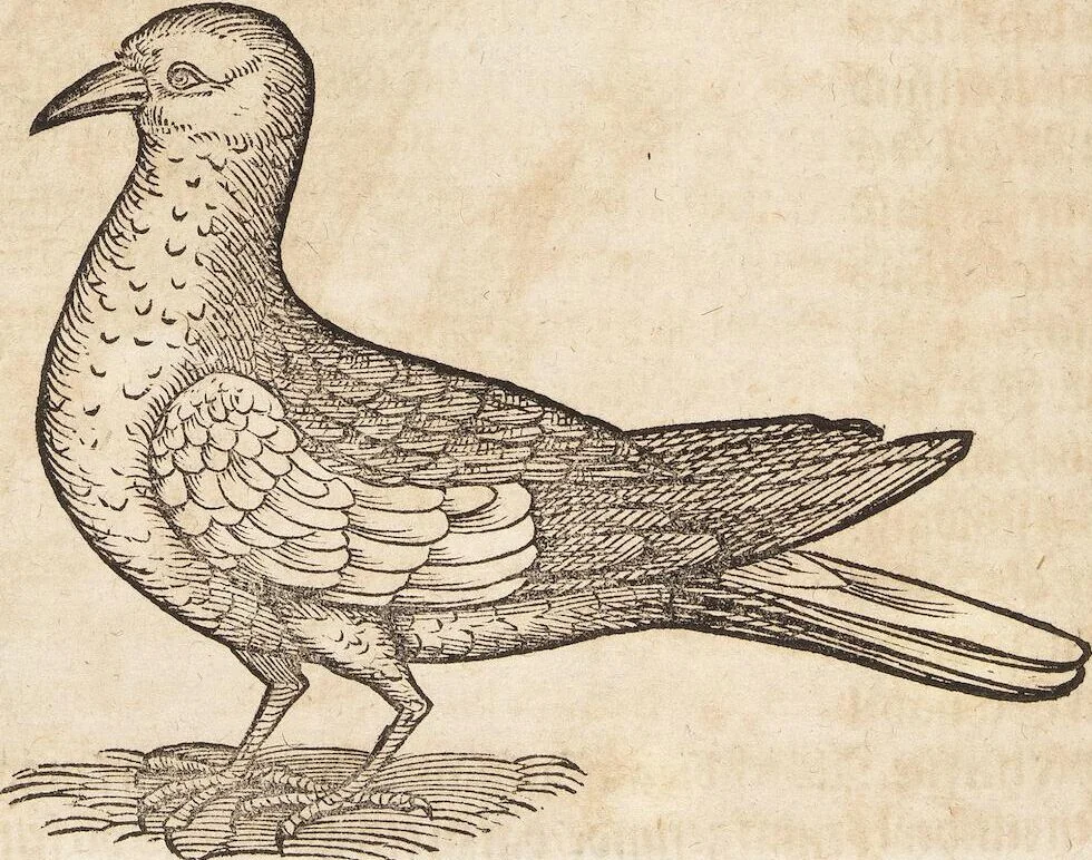 An illustration from Thierbuch Das ist ein kurtze beschreybung aller vierfüssigen Thieren/ so auff der erden vn[d] in wassern wonend/ sampt jrer waren conterfactur: alles zů nutz vn[d] gůtem allen liebhabern der künsten/ Artzeten/ Maleren/ Bildschnitzern/ Weydleüten vnd Köchen/ gestelt, 1583, leaf 364