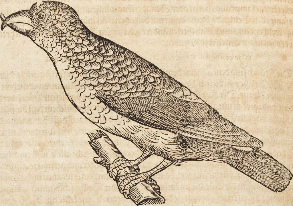 An illustration from Thierbuch Das ist ein kurtze beschreybung aller vierfüssigen Thieren/ so auff der erden vn[d] in wassern wonend/ sampt jrer waren conterfactur: alles zů nutz vn[d] gůtem allen liebhabern der künsten/ Artzeten/ Maleren/ Bildschnitzern/ Weydleüten vnd Köchen/ gestelt, 1583, leaf 372