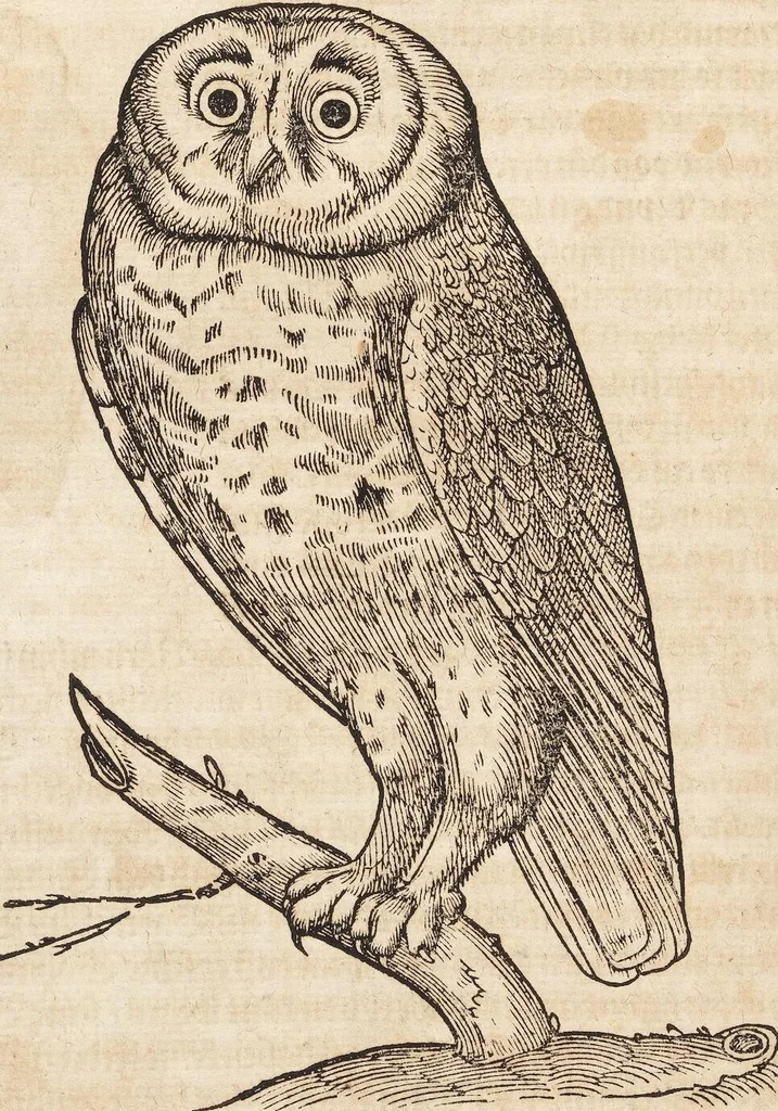 An illustration from Thierbuch Das ist ein kurtze beschreybung aller vierfüssigen Thieren/ so auff der erden vn[d] in wassern wonend/ sampt jrer waren conterfactur: alles zů nutz vn[d] gůtem allen liebhabern der künsten/ Artzeten/ Maleren/ Bildschnitzern/ Weydleüten vnd Köchen/ gestelt, 1583, leaf 374