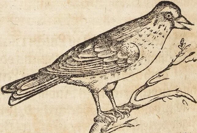 An illustration from Thierbuch Das ist ein kurtze beschreybung aller vierfüssigen Thieren/ so auff der erden vn[d] in wassern wonend/ sampt jrer waren conterfactur: alles zů nutz vn[d] gůtem allen liebhabern der künsten/ Artzeten/ Maleren/ Bildschnitzern/ Weydleüten vnd Köchen/ gestelt, 1583, leaf 384