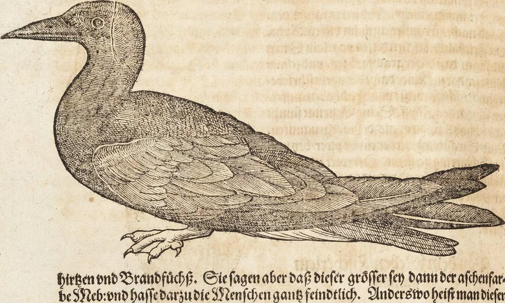 An illustration from Thierbuch Das ist ein kurtze beschreybung aller vierfüssigen Thieren/ so auff der erden vn[d] in wassern wonend/ sampt jrer waren conterfactur: alles zů nutz vn[d] gůtem allen liebhabern der künsten/ Artzeten/ Maleren/ Bildschnitzern/ Weydleüten vnd Köchen/ gestelt, 1583, leaf 390