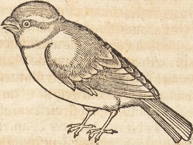 An illustration from Thierbuch Das ist ein kurtze beschreybung aller vierfüssigen Thieren/ so auff der erden vn[d] in wassern wonend/ sampt jrer waren conterfactur: alles zů nutz vn[d] gůtem allen liebhabern der künsten/ Artzeten/ Maleren/ Bildschnitzern/ Weydleüten vnd Köchen/ gestelt, 1583, leaf 393