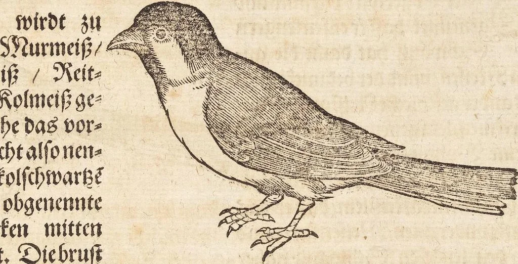 An illustration from Thierbuch Das ist ein kurtze beschreybung aller vierfüssigen Thieren/ so auff der erden vn[d] in wassern wonend/ sampt jrer waren conterfactur: alles zů nutz vn[d] gůtem allen liebhabern der künsten/ Artzeten/ Maleren/ Bildschnitzern/ Weydleüten vnd Köchen/ gestelt, 1583, leaf 393