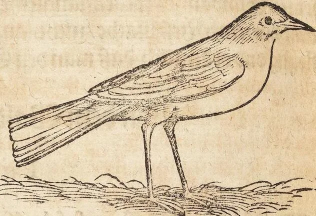 An illustration from Thierbuch Das ist ein kurtze beschreybung aller vierfüssigen Thieren/ so auff der erden vn[d] in wassern wonend/ sampt jrer waren conterfactur: alles zů nutz vn[d] gůtem allen liebhabern der künsten/ Artzeten/ Maleren/ Bildschnitzern/ Weydleüten vnd Köchen/ gestelt, 1583, leaf 396