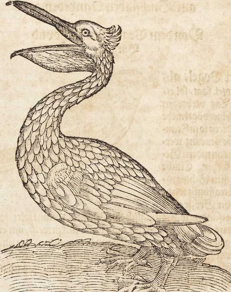 An illustration from Thierbuch Das ist ein kurtze beschreybung aller vierfüssigen Thieren/ so auff der erden vn[d] in wassern wonend/ sampt jrer waren conterfactur: alles zů nutz vn[d] gůtem allen liebhabern der künsten/ Artzeten/ Maleren/ Bildschnitzern/ Weydleüten vnd Köchen/ gestelt, 1583, leaf 404