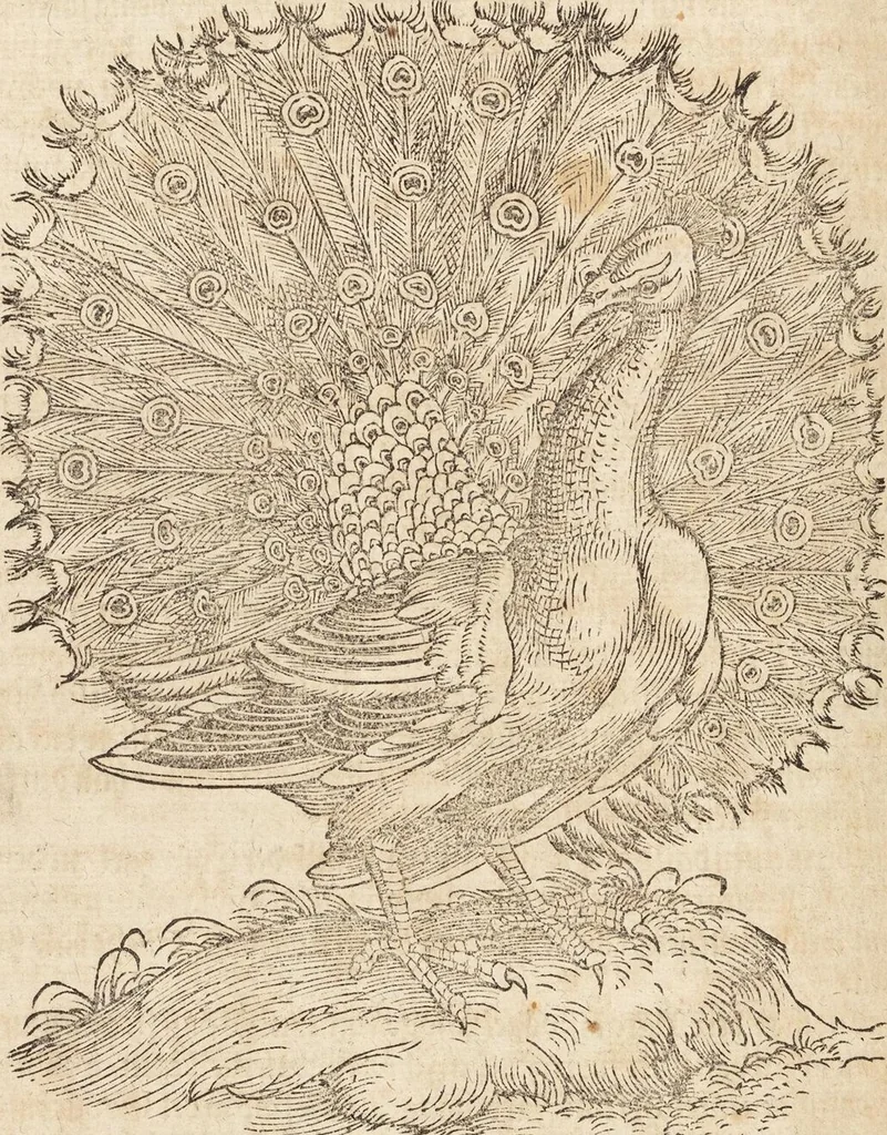 An illustration from Thierbuch Das ist ein kurtze beschreybung aller vierfüssigen Thieren/ so auff der erden vn[d] in wassern wonend/ sampt jrer waren conterfactur: alles zů nutz vn[d] gůtem allen liebhabern der künsten/ Artzeten/ Maleren/ Bildschnitzern/ Weydleüten vnd Köchen/ gestelt, 1583, leaf 412