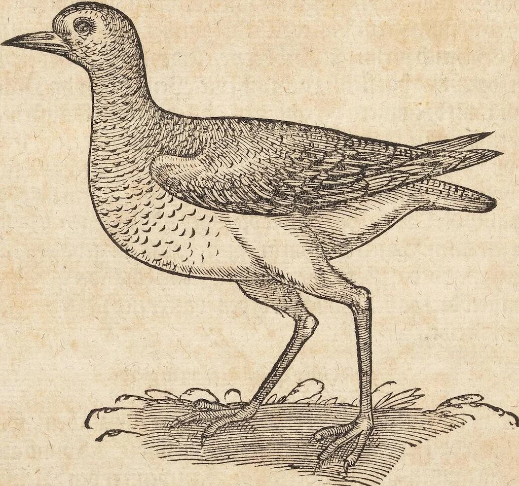 An illustration from Thierbuch Das ist ein kurtze beschreybung aller vierfüssigen Thieren/ so auff der erden vn[d] in wassern wonend/ sampt jrer waren conterfactur: alles zů nutz vn[d] gůtem allen liebhabern der künsten/ Artzeten/ Maleren/ Bildschnitzern/ Weydleüten vnd Köchen/ gestelt, 1583, leaf 422
