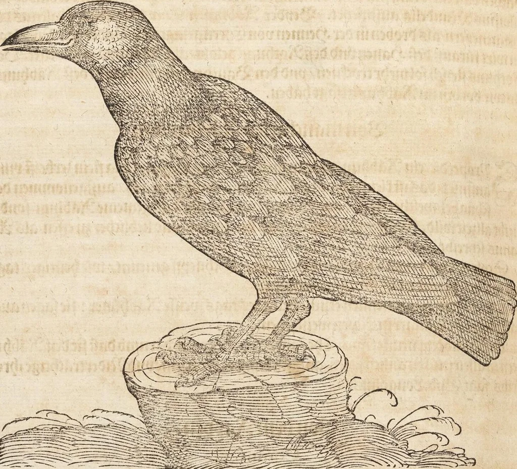 An illustration from Thierbuch Das ist ein kurtze beschreybung aller vierfüssigen Thieren/ so auff der erden vn[d] in wassern wonend/ sampt jrer waren conterfactur: alles zů nutz vn[d] gůtem allen liebhabern der künsten/ Artzeten/ Maleren/ Bildschnitzern/ Weydleüten vnd Köchen/ gestelt, 1583, leaf 434