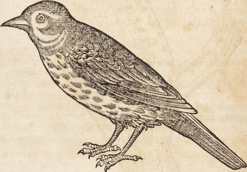 An illustration from Thierbuch Das ist ein kurtze beschreybung aller vierfüssigen Thieren/ so auff der erden vn[d] in wassern wonend/ sampt jrer waren conterfactur: alles zů nutz vn[d] gůtem allen liebhabern der künsten/ Artzeten/ Maleren/ Bildschnitzern/ Weydleüten vnd Köchen/ gestelt, 1583, leaf 448