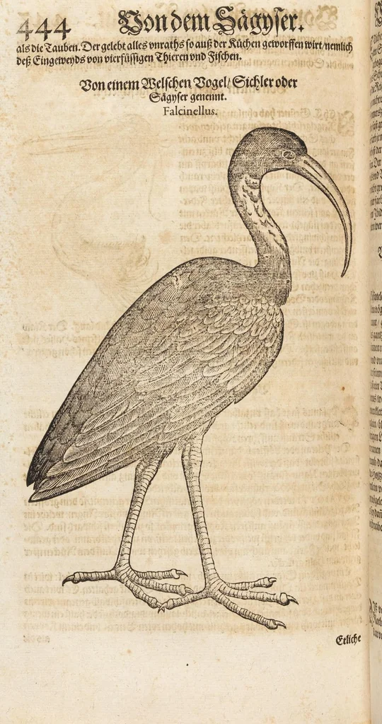 An illustration from Thierbuch Das ist ein kurtze beschreybung aller vierfüssigen Thieren/ so auff der erden vn[d] in wassern wonend/ sampt jrer waren conterfactur: alles zů nutz vn[d] gůtem allen liebhabern der künsten/ Artzeten/ Maleren/ Bildschnitzern/ Weydleüten vnd Köchen/ gestelt, 1583, leaf 460