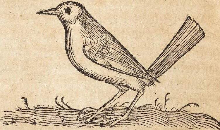 An illustration from Thierbuch Das ist ein kurtze beschreybung aller vierfüssigen Thieren/ so auff der erden vn[d] in wassern wonend/ sampt jrer waren conterfactur: alles zů nutz vn[d] gůtem allen liebhabern der künsten/ Artzeten/ Maleren/ Bildschnitzern/ Weydleüten vnd Köchen/ gestelt, 1583, leaf 462