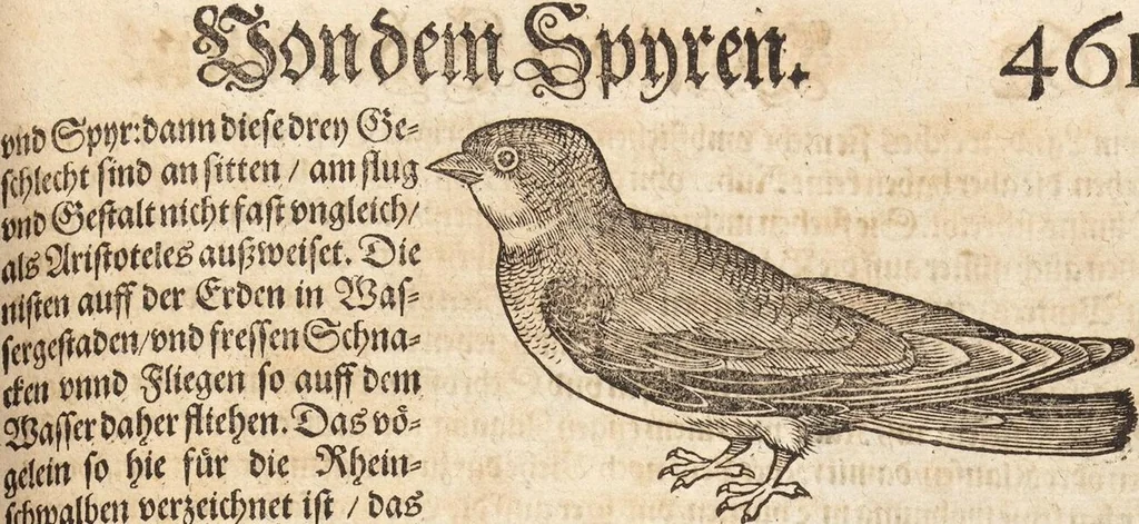 An illustration from Thierbuch Das ist ein kurtze beschreybung aller vierfüssigen Thieren/ so auff der erden vn[d] in wassern wonend/ sampt jrer waren conterfactur: alles zů nutz vn[d] gůtem allen liebhabern der künsten/ Artzeten/ Maleren/ Bildschnitzern/ Weydleüten vnd Köchen/ gestelt, 1583, leaf 477
