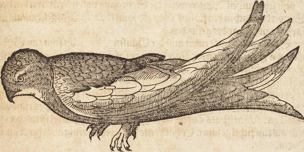 An illustration from Thierbuch Das ist ein kurtze beschreybung aller vierfüssigen Thieren/ so auff der erden vn[d] in wassern wonend/ sampt jrer waren conterfactur: alles zů nutz vn[d] gůtem allen liebhabern der künsten/ Artzeten/ Maleren/ Bildschnitzern/ Weydleüten vnd Köchen/ gestelt, 1583, leaf 477