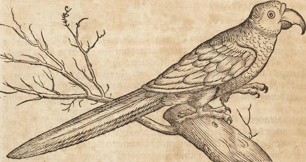 An illustration from Thierbuch Das ist ein kurtze beschreybung aller vierfüssigen Thieren/ so auff der erden vn[d] in wassern wonend/ sampt jrer waren conterfactur: alles zů nutz vn[d] gůtem allen liebhabern der künsten/ Artzeten/ Maleren/ Bildschnitzern/ Weydleüten vnd Köchen/ gestelt, 1583, leaf 482