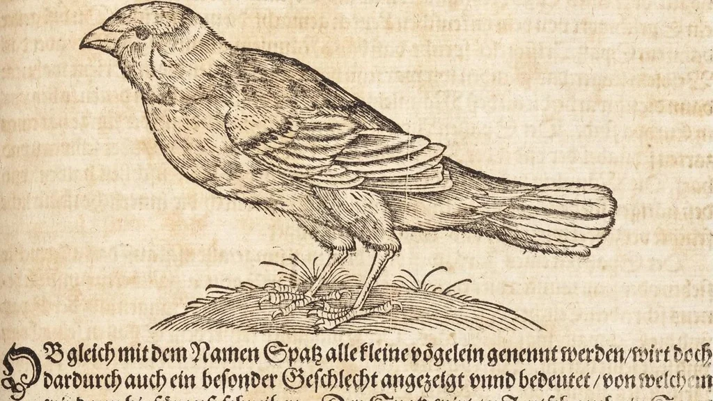 An illustration from Thierbuch Das ist ein kurtze beschreybung aller vierfüssigen Thieren/ so auff der erden vn[d] in wassern wonend/ sampt jrer waren conterfactur: alles zů nutz vn[d] gůtem allen liebhabern der künsten/ Artzeten/ Maleren/ Bildschnitzern/ Weydleüten vnd Köchen/ gestelt, 1583, leaf 485