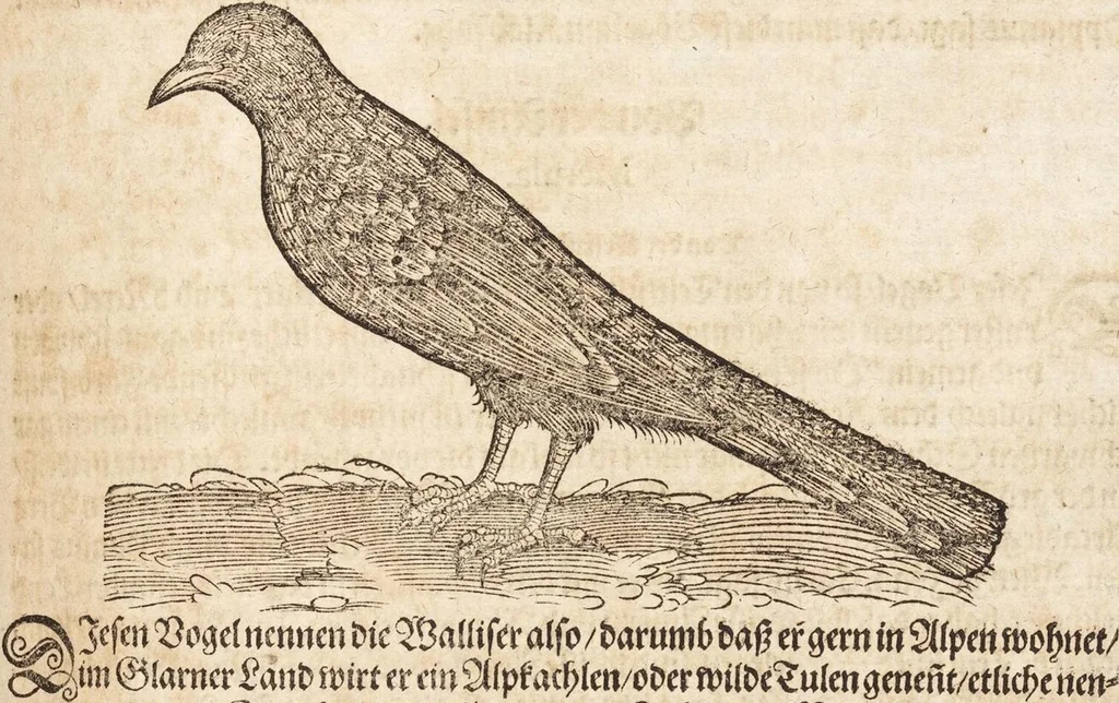 An illustration from Thierbuch Das ist ein kurtze beschreybung aller vierfüssigen Thieren/ so auff der erden vn[d] in wassern wonend/ sampt jrer waren conterfactur: alles zů nutz vn[d] gůtem allen liebhabern der künsten/ Artzeten/ Maleren/ Bildschnitzern/ Weydleüten vnd Köchen/ gestelt, 1583, leaf 49