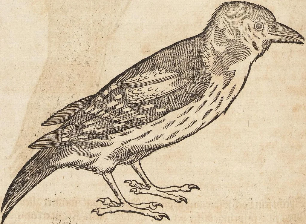 An illustration from Thierbuch Das ist ein kurtze beschreybung aller vierfüssigen Thieren/ so auff der erden vn[d] in wassern wonend/ sampt jrer waren conterfactur: alles zů nutz vn[d] gůtem allen liebhabern der künsten/ Artzeten/ Maleren/ Bildschnitzern/ Weydleüten vnd Köchen/ gestelt, 1583, leaf 496