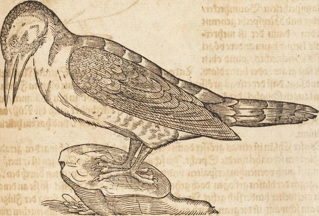 An illustration from Thierbuch Das ist ein kurtze beschreybung aller vierfüssigen Thieren/ so auff der erden vn[d] in wassern wonend/ sampt jrer waren conterfactur: alles zů nutz vn[d] gůtem allen liebhabern der künsten/ Artzeten/ Maleren/ Bildschnitzern/ Weydleüten vnd Köchen/ gestelt, 1583, leaf 497