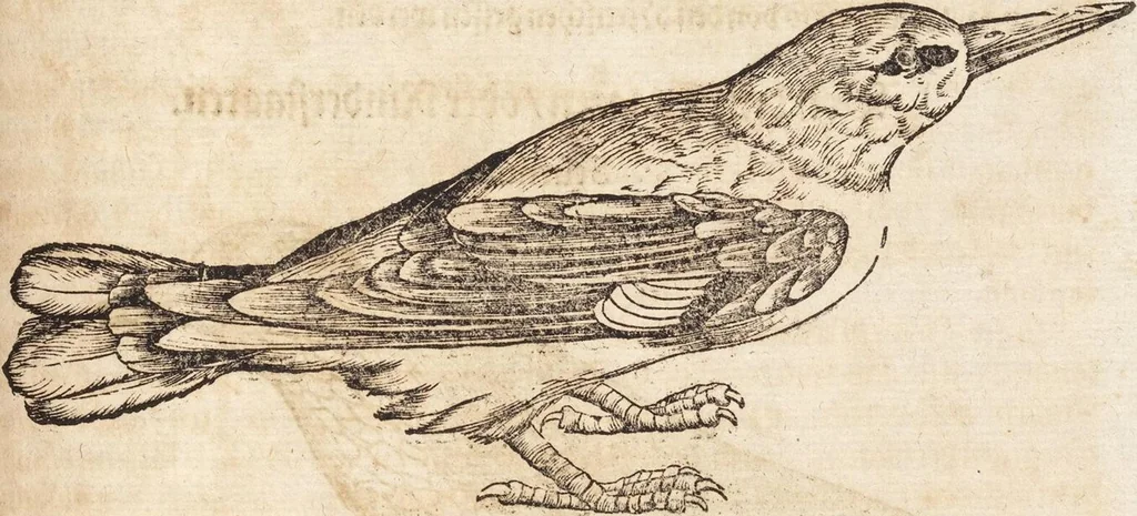 An illustration from Thierbuch Das ist ein kurtze beschreybung aller vierfüssigen Thieren/ so auff der erden vn[d] in wassern wonend/ sampt jrer waren conterfactur: alles zů nutz vn[d] gůtem allen liebhabern der künsten/ Artzeten/ Maleren/ Bildschnitzern/ Weydleüten vnd Köchen/ gestelt, 1583, leaf 499