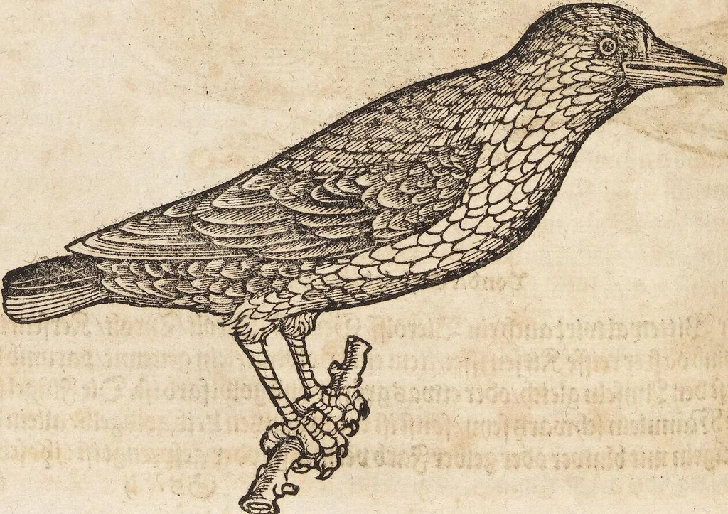 An illustration from Thierbuch Das ist ein kurtze beschreybung aller vierfüssigen Thieren/ so auff der erden vn[d] in wassern wonend/ sampt jrer waren conterfactur: alles zů nutz vn[d] gůtem allen liebhabern der künsten/ Artzeten/ Maleren/ Bildschnitzern/ Weydleüten vnd Köchen/ gestelt, 1583, leaf 500