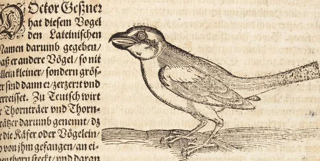An illustration from Thierbuch Das ist ein kurtze beschreybung aller vierfüssigen Thieren/ so auff der erden vn[d] in wassern wonend/ sampt jrer waren conterfactur: alles zů nutz vn[d] gůtem allen liebhabern der künsten/ Artzeten/ Maleren/ Bildschnitzern/ Weydleüten vnd Köchen/ gestelt, 1583, leaf 517